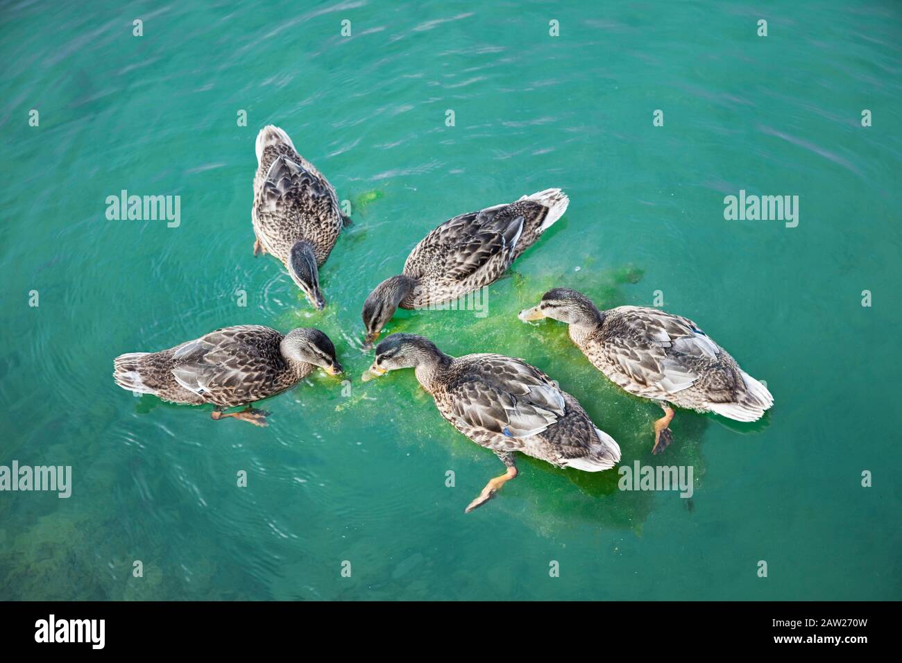 Five female Mallard ducks, (Anas platyrhynchos), feeding Stock Photo