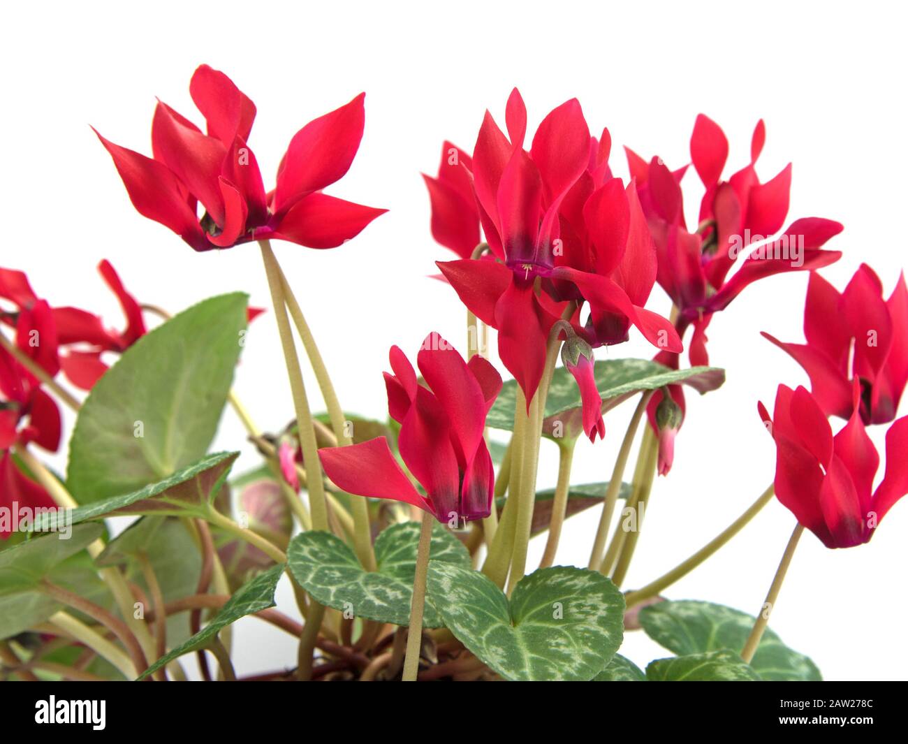 Blooming cyclamen against white background Stock Photo