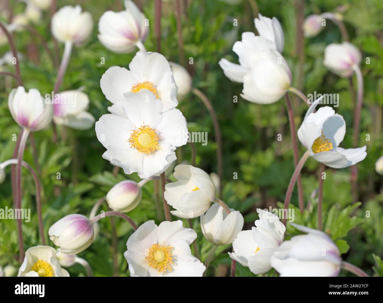 Anemone Ranunculus Anemone ranunculaceae hi-res stock photography and images - Alamy
