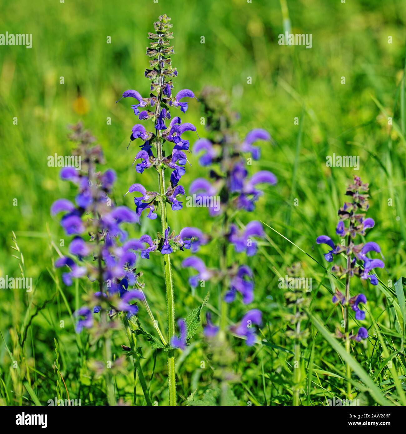 Flowering meadow sage, Salvia pratensis Stock Photo - Alamy