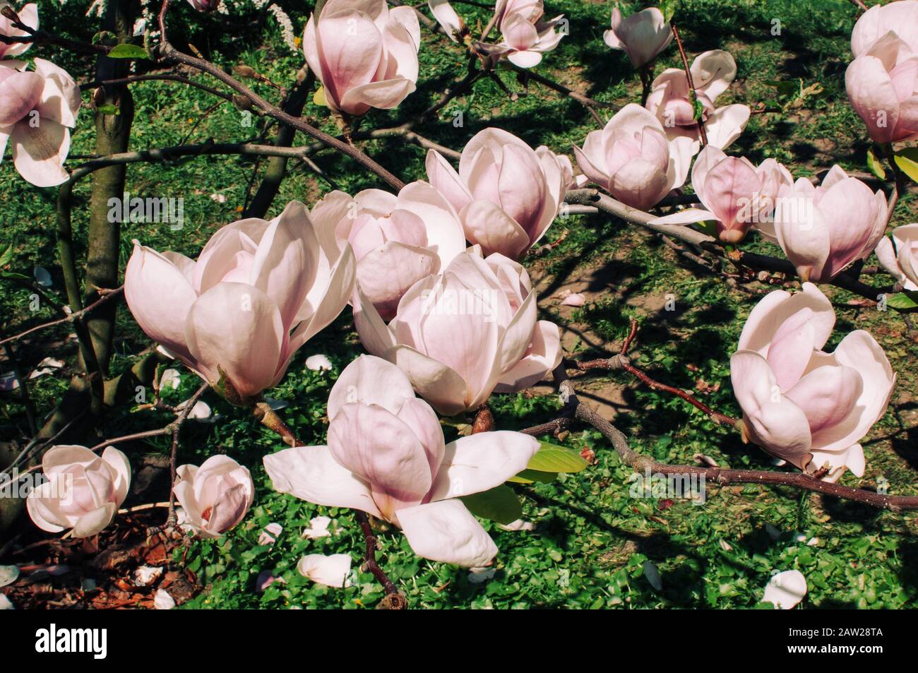 beautiful blooming magnolia branches with open flowers. Pink Chinese magnolia with tulip flowers