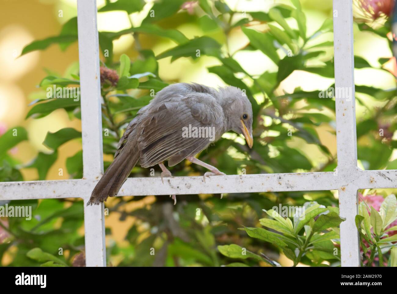 Indian Juvenile Jungle Babbler also known as seven sisters scientific name Argya striata seen calling screaming open mouth to be fed by parent. Perchi Stock Photo