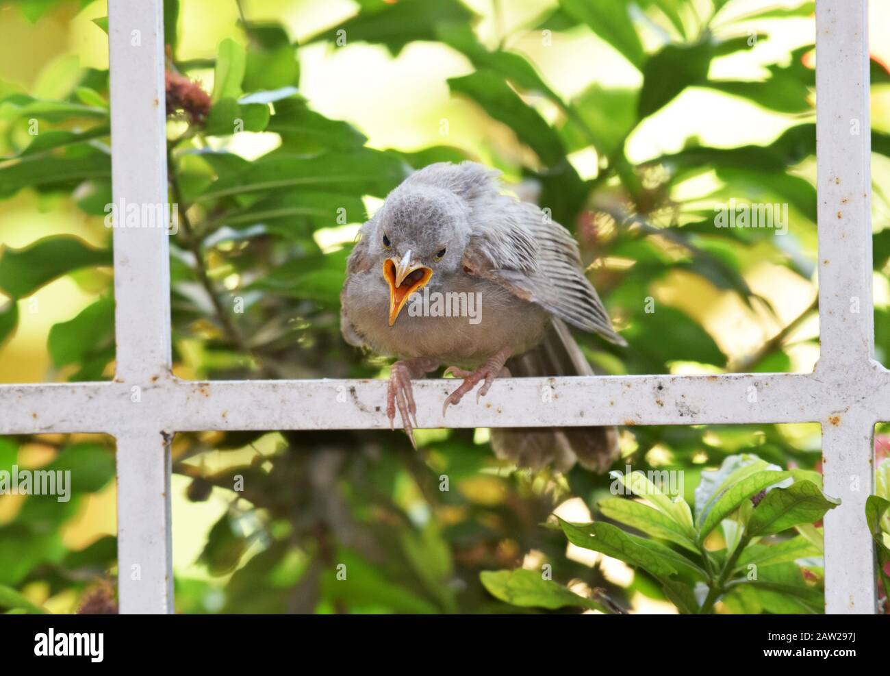 Indian Juvenile Jungle Babbler also known as seven sisters scientific name Argya striata seen calling screaming open mouth beek to be fed by parent. P Stock Photo