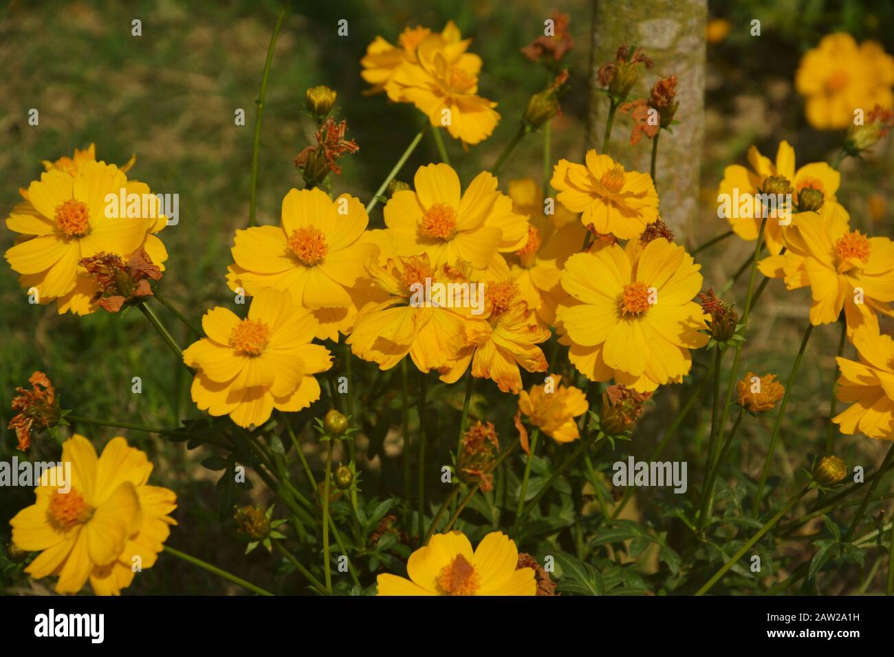 Close up of  yellow cosmos sulphureus flower plants with buds and green leaves growing in the garden, selective focusing Stock Photo