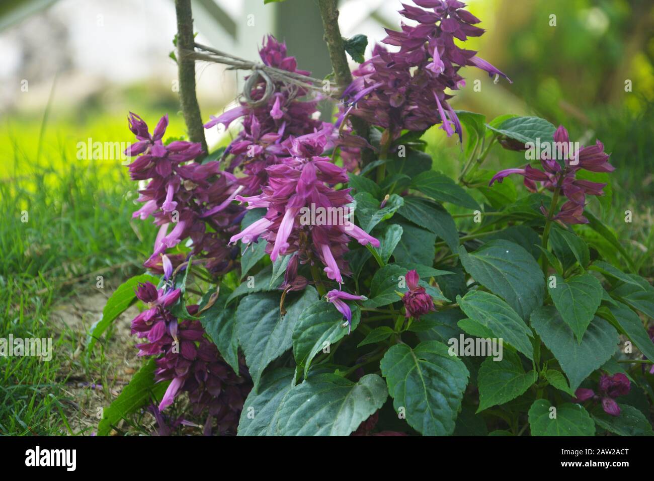 Close up of  violet profusion, perennial salvia, nemorosa, salvia divinorum, salvia officinalis with green leaves growing in the garden, selective foc Stock Photo