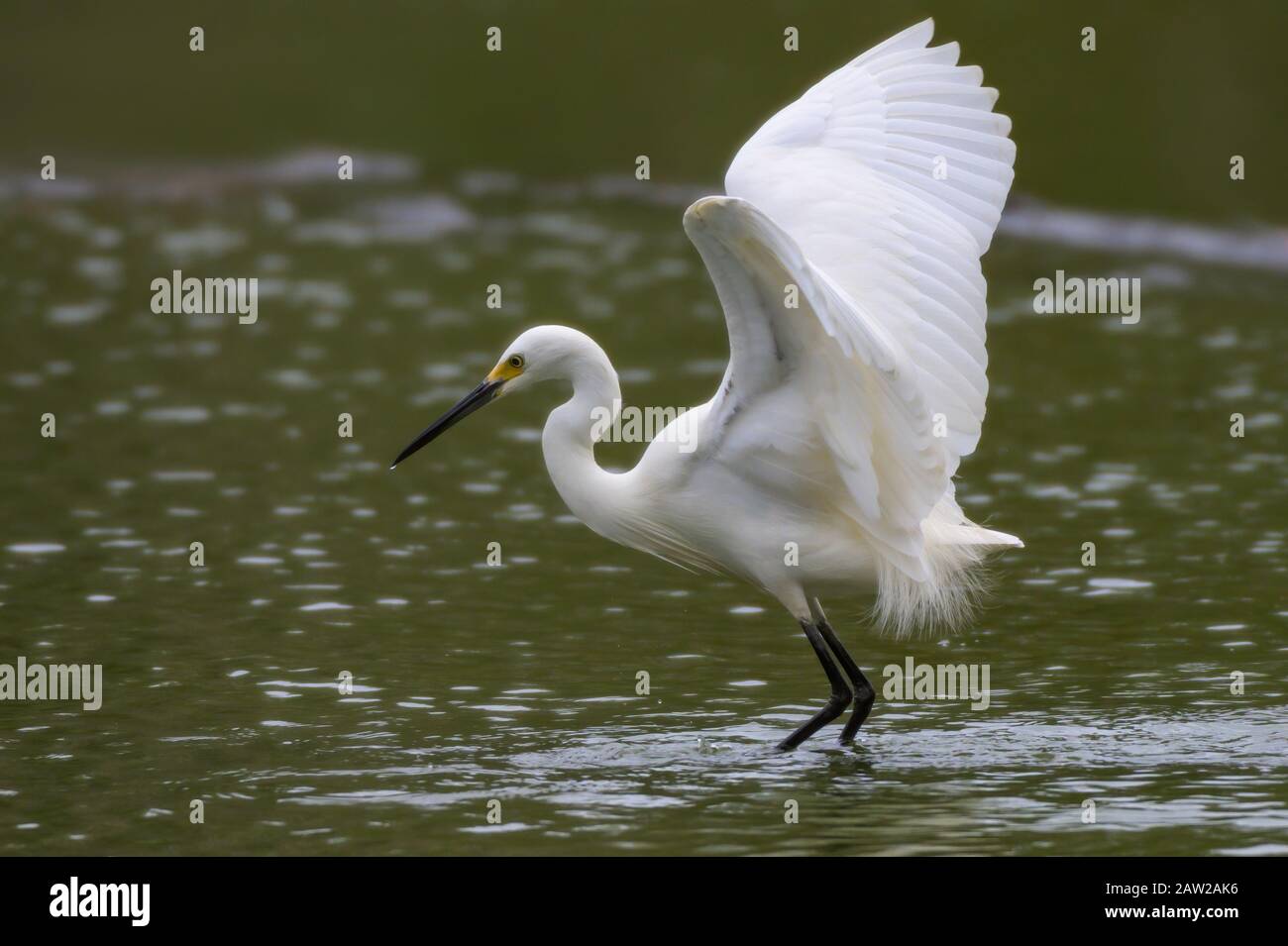 Great Eastern Egret With Wings Out While Looking For Food Stock Photo