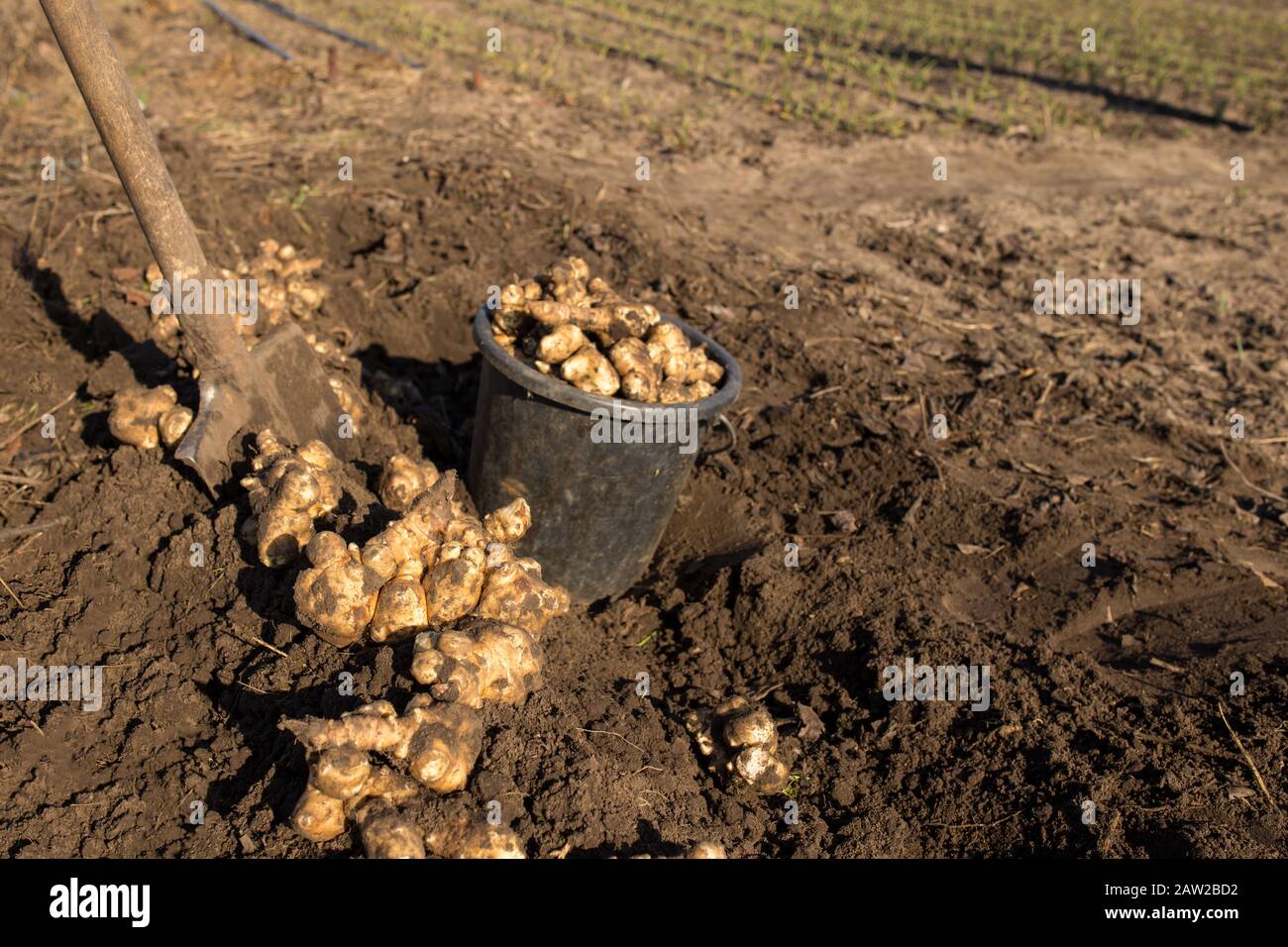 Dug and collected Jerusalem artichoke. Edible vegetable roots Stock