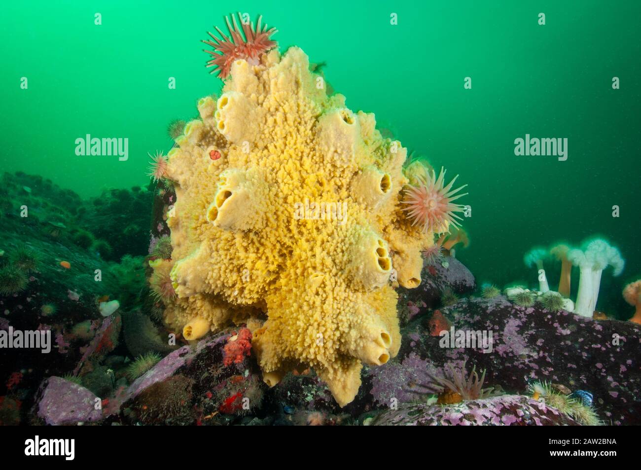 Warty Sponge underwater in the St. Lawrence River Stock Photo
