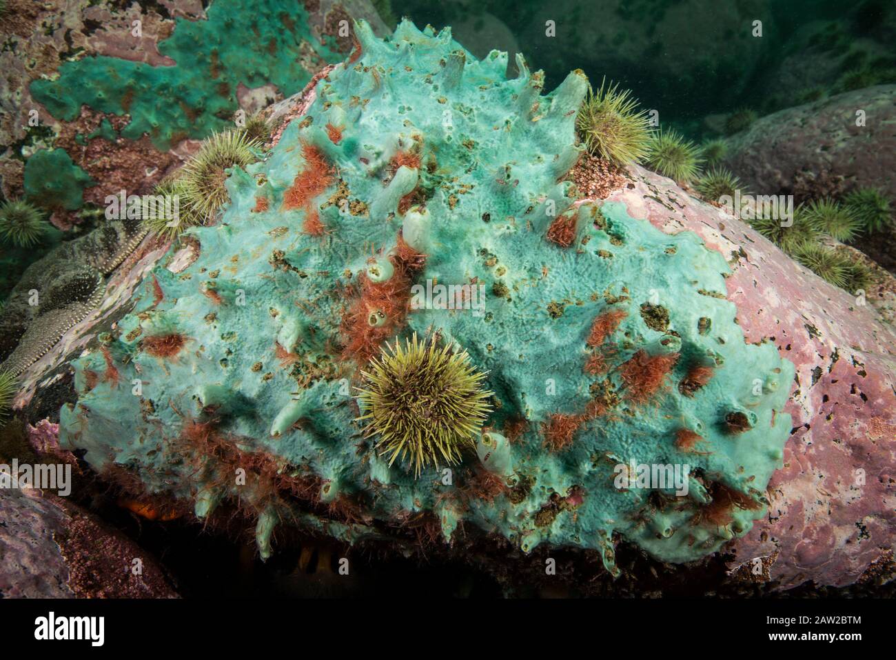 Crumb of Bread Sponge underwater in the St. Lawrence River Stock Photo