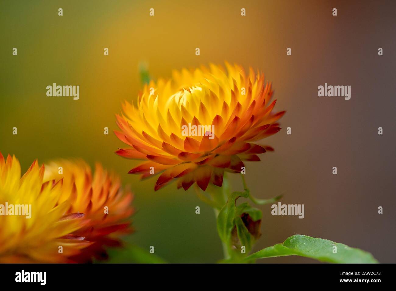 Yellow/Orange Everlasting Paper Daisies Stock Photo