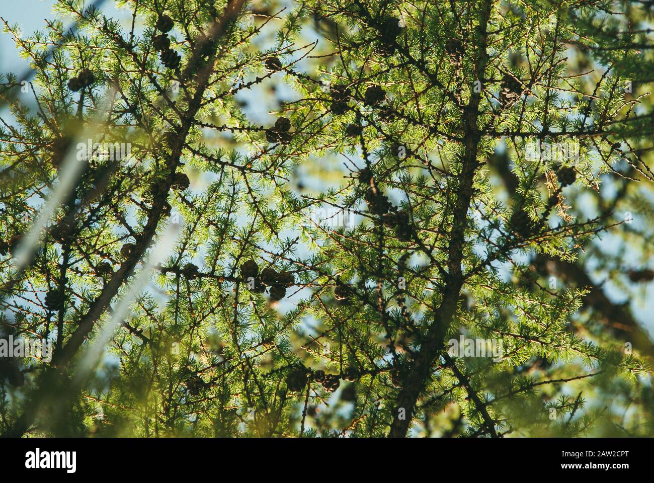 Tree silhouette spring hi-res stock photography and images - Alamy