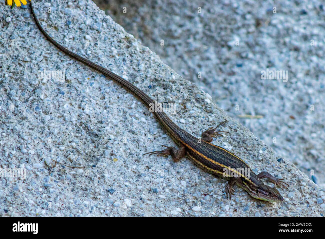 Algerian High Resolution Stock Photography and Images - Alamy