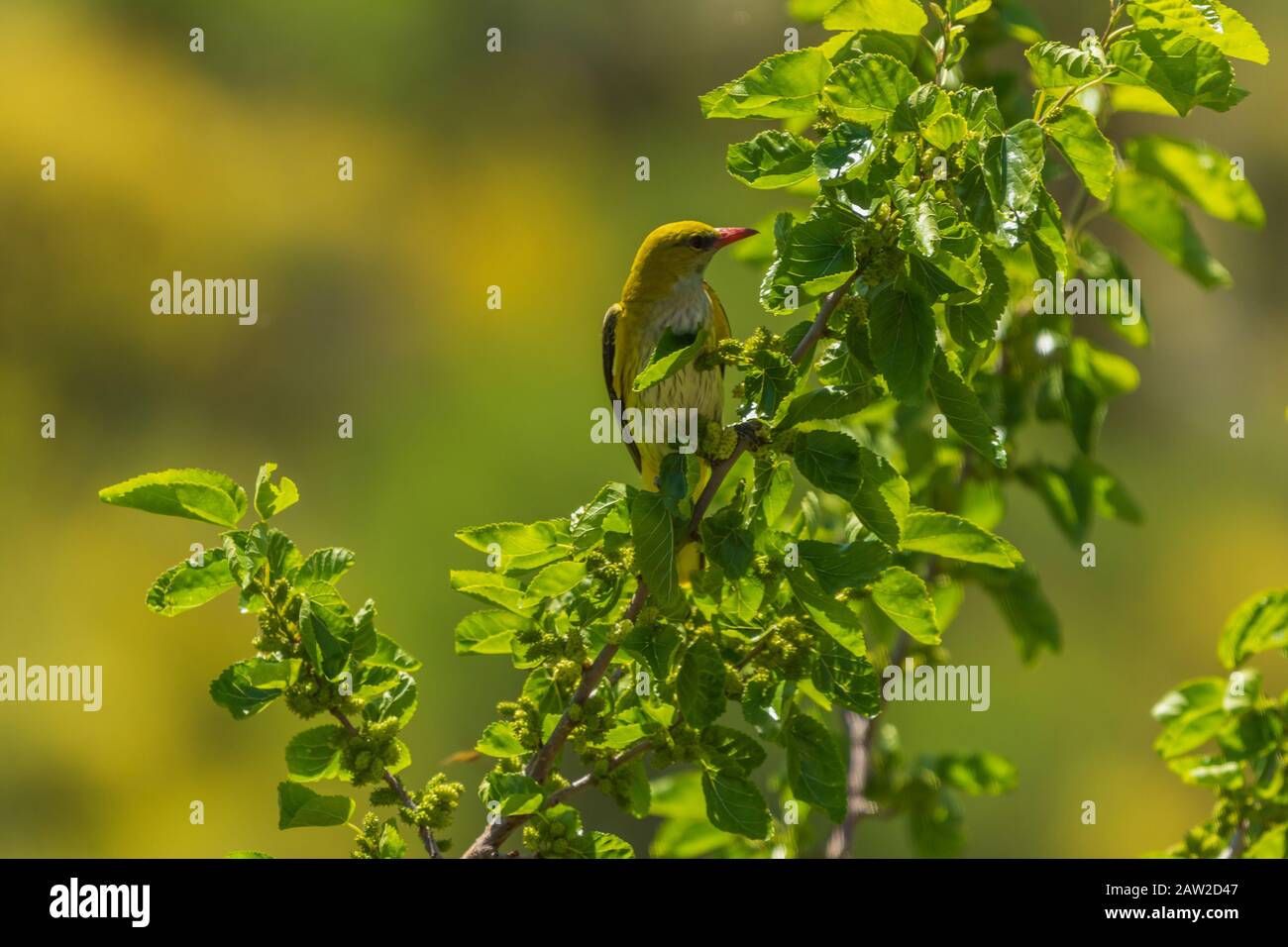 Oriolus oriolus,  Golden Oriole Perching in a Mulberry Tree Stock Photo