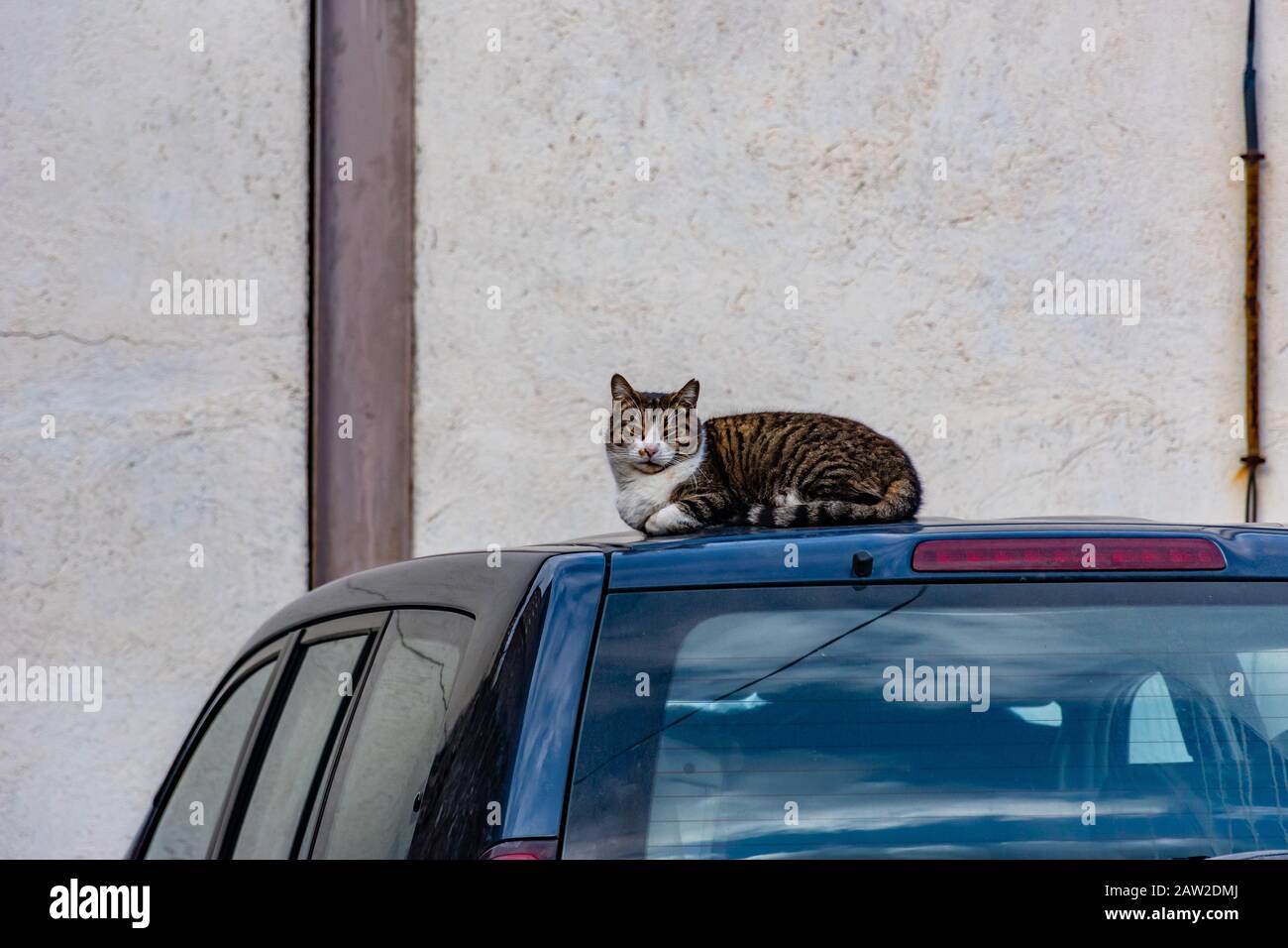 A brazen careless relaxed stray cat sitting / lying on top of a blue car Stock Photo