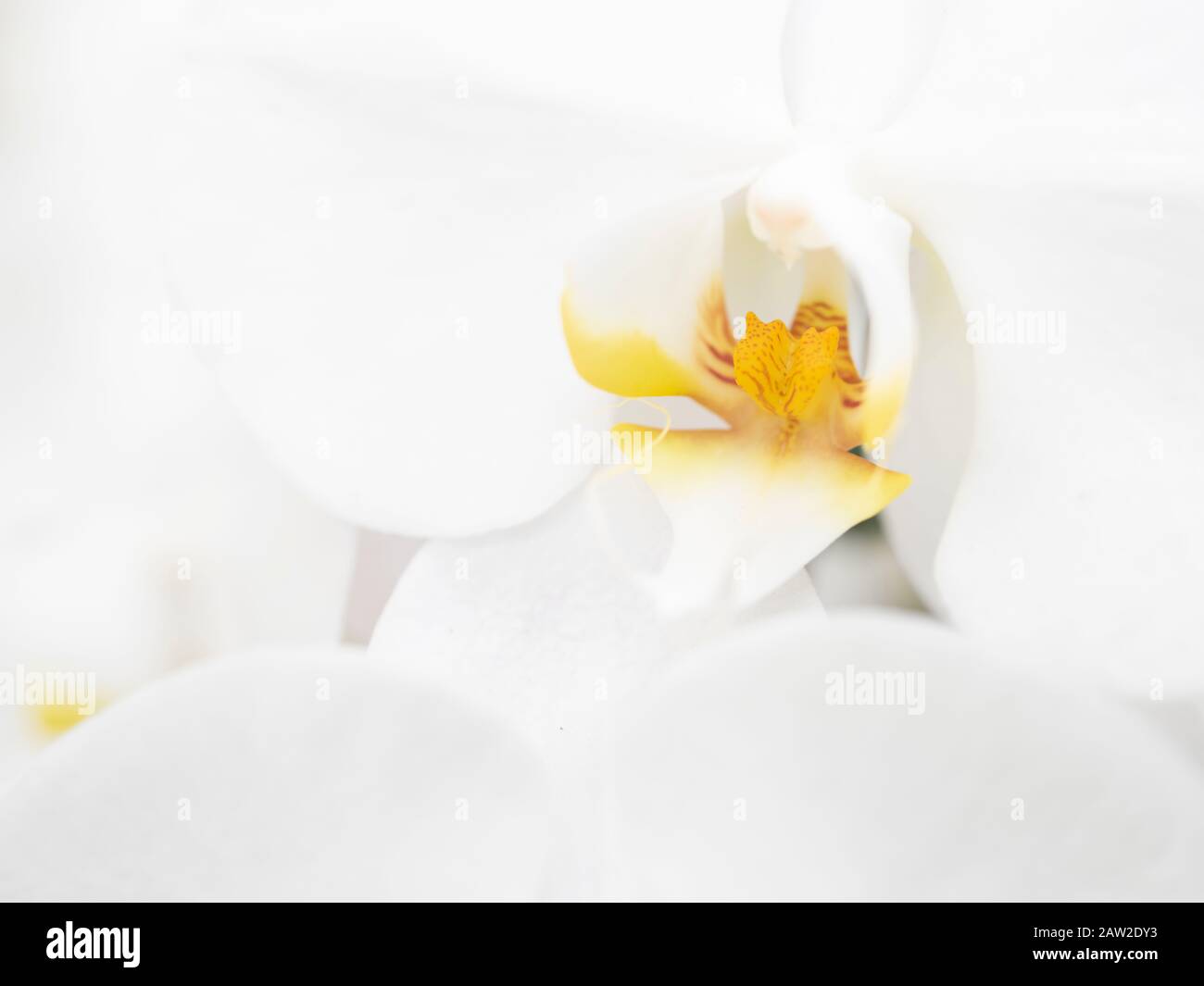 White orchids at Tropical Dream Center botanical garden in Ocean Expo Park, Motobu, Okinawa Stock Photo