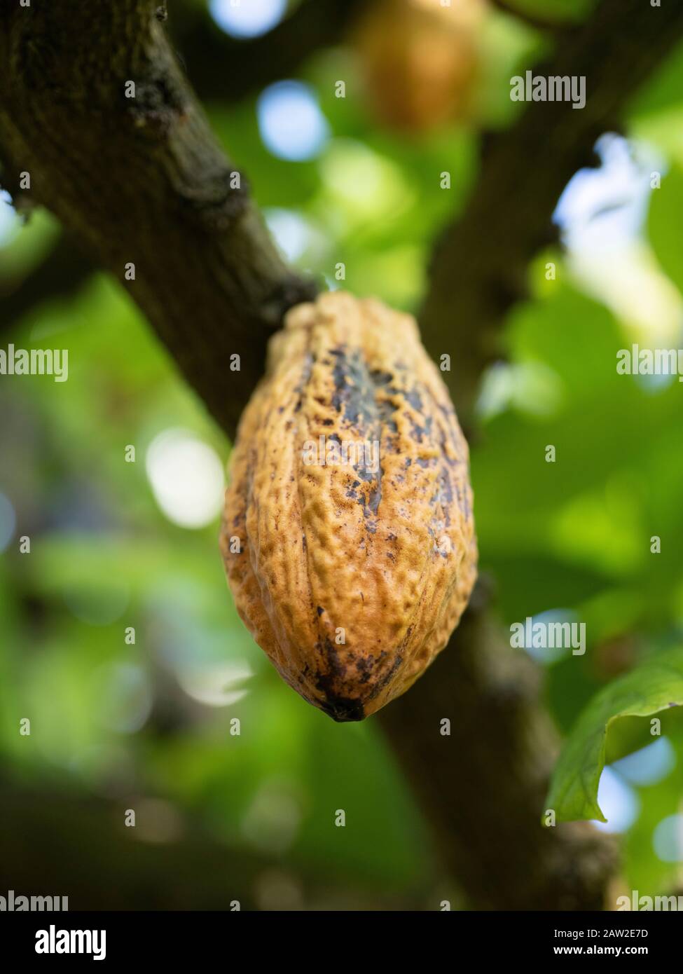 Cacao fruit at Tropical Dream Center botanical garden in Ocean Expo