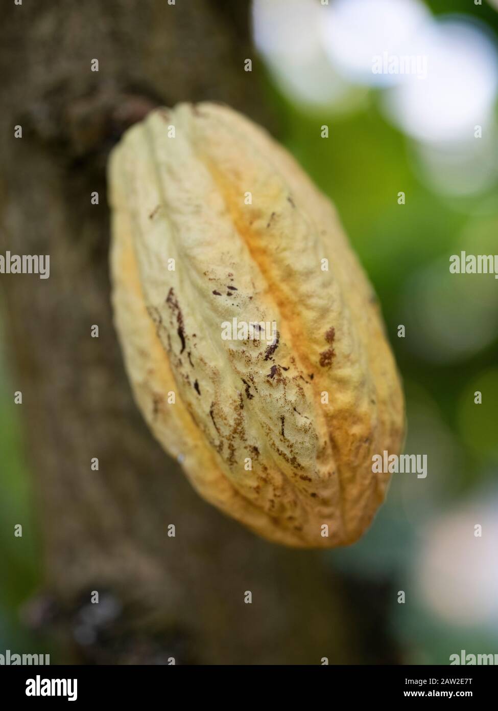 Cacao fruit at Tropical Dream Center botanical garden in Ocean Expo