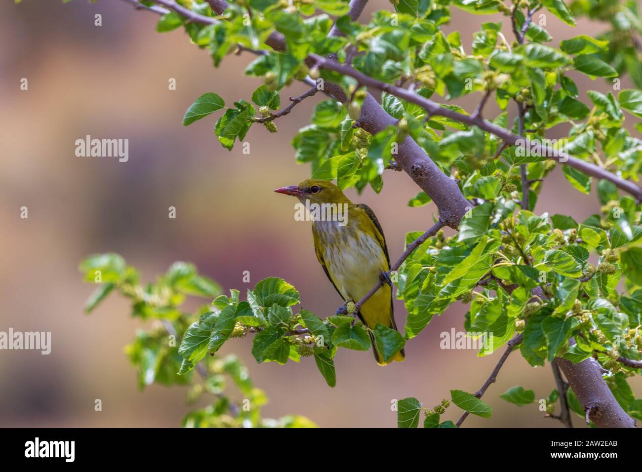 Oriolus oriolus,  Golden Oriole Perching in a Mulberry Tree Stock Photo