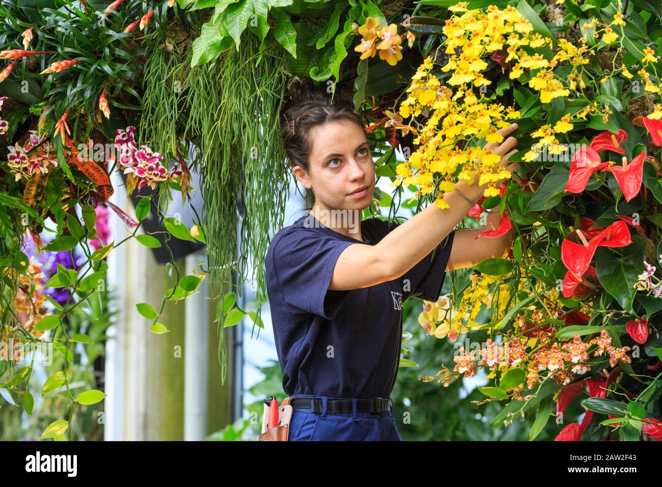 Kew Gardens, London, 06th Feb 2020. Kew apprentice Alice McKeever carefully tends to the delicate flowers. The annual Kew Orchid Festival at Royal Botanical Gardens in Kew is this year themed around the wonders of Indonesia. The dazzling display showcases Indonesia's plant diversity and wildlife at the Princess of Wales Conservatory. It will be open to the public 8th February - 8th March, 2020. Stock Photo