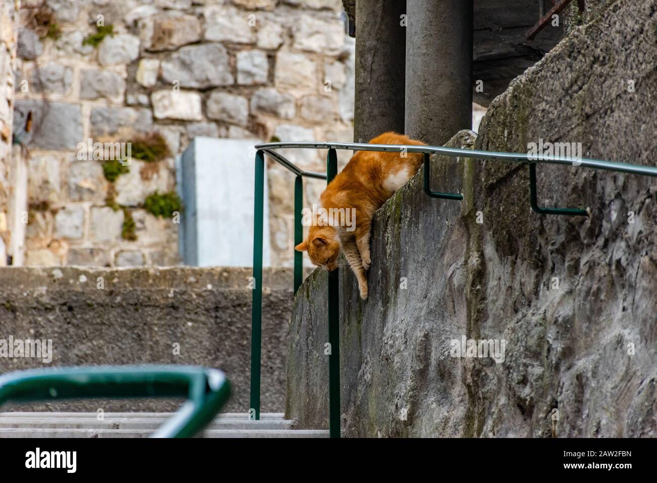 A white and ginger stray cat about to jump from the wall to go down Stock Photo