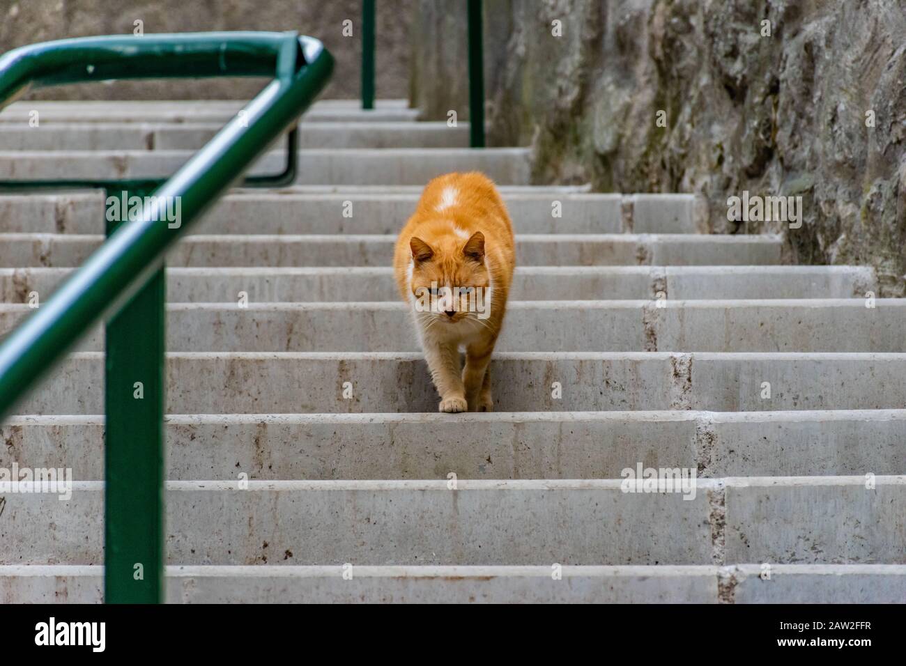 A sad-looking white and ginger stray cat with dark eyes slowly walking down the stairs Stock Photo