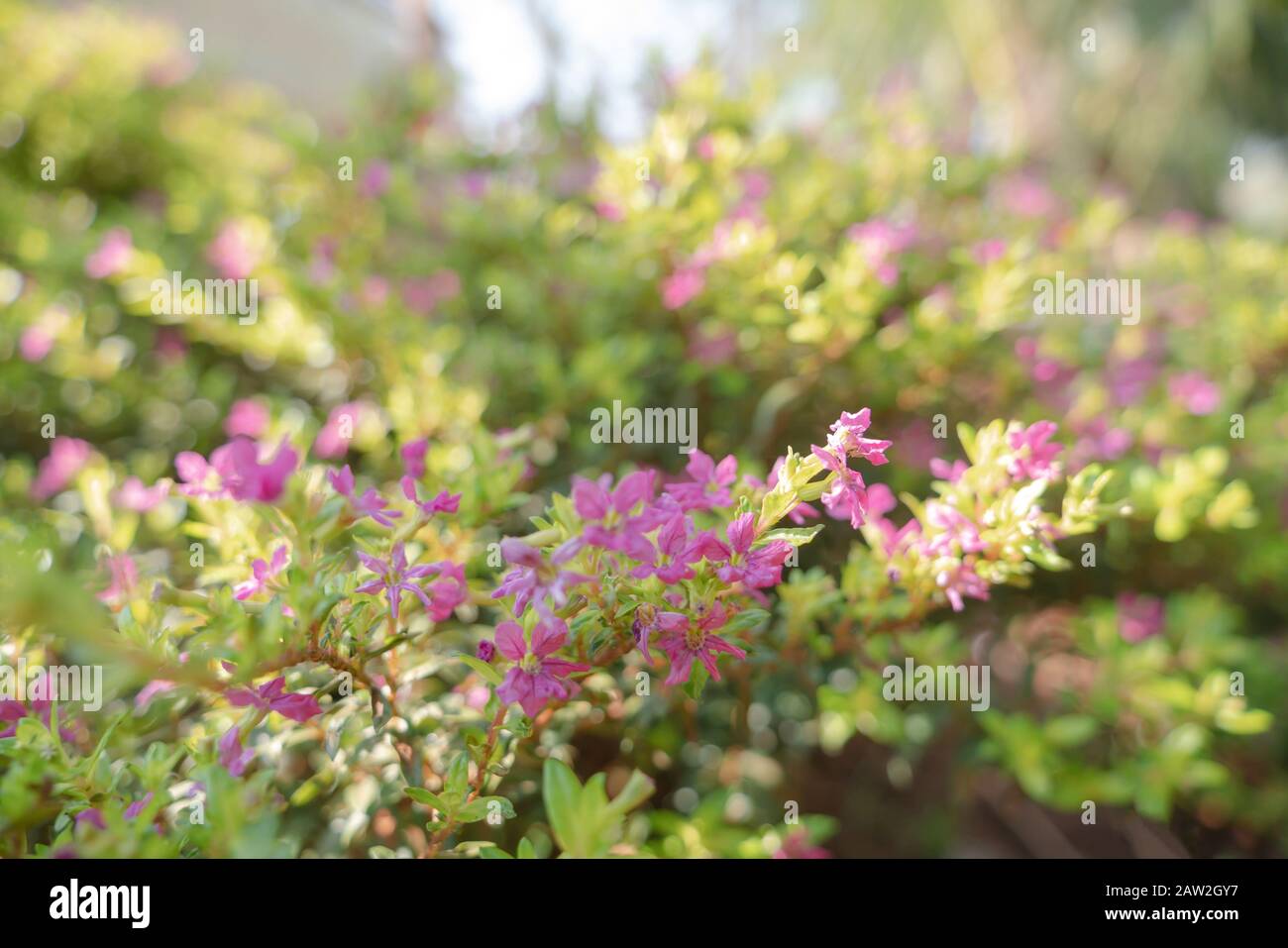 False Heather or Elfin Herb background. Cuphea hyssopifolia Kunth with sunlight. Flowers and young shoots used to boil and drink, cure phlegm disease Stock Photo