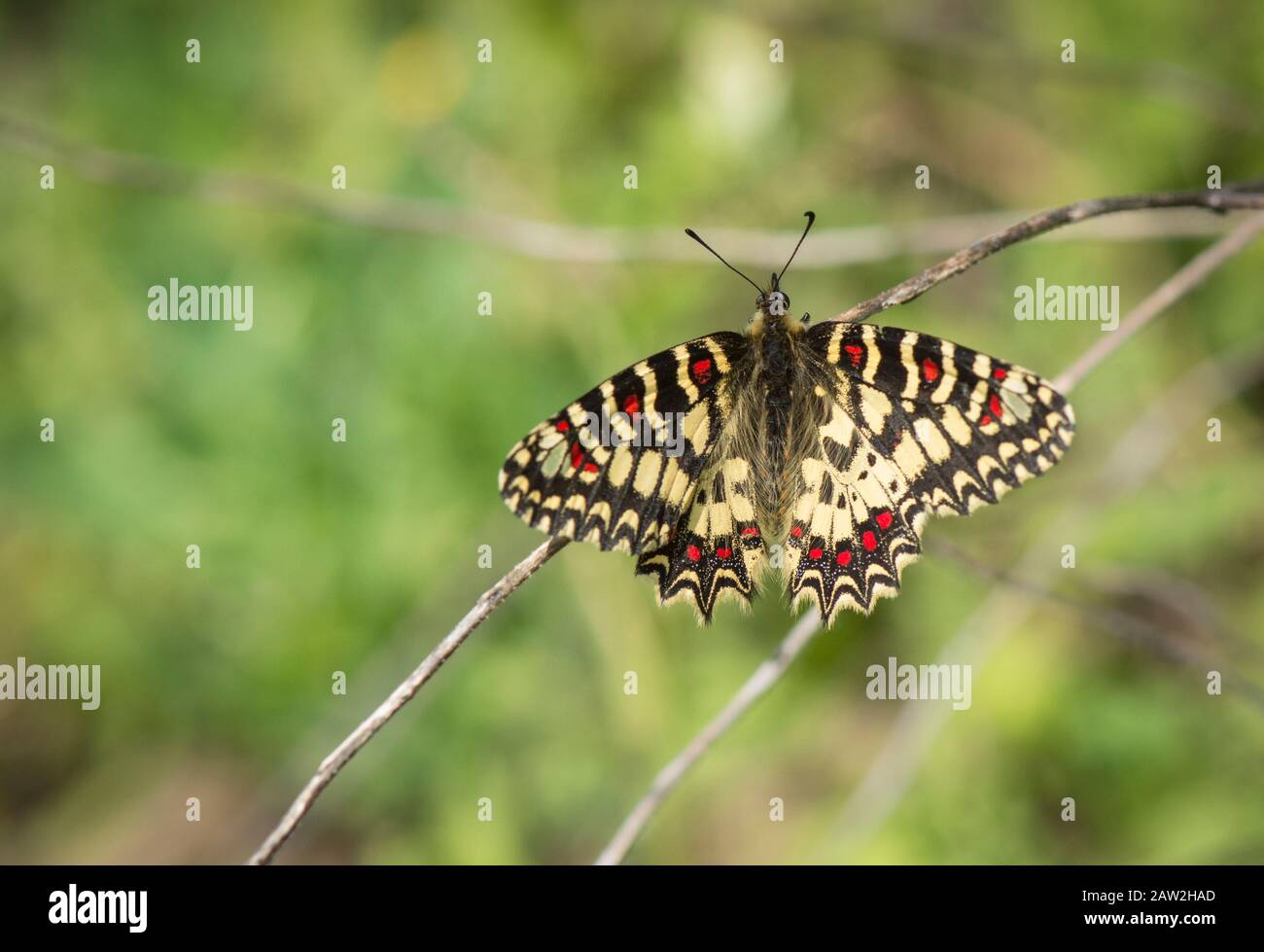 Spanish festoon, butterfly, (Zerynthia rumina), sunbathing, Andalusia