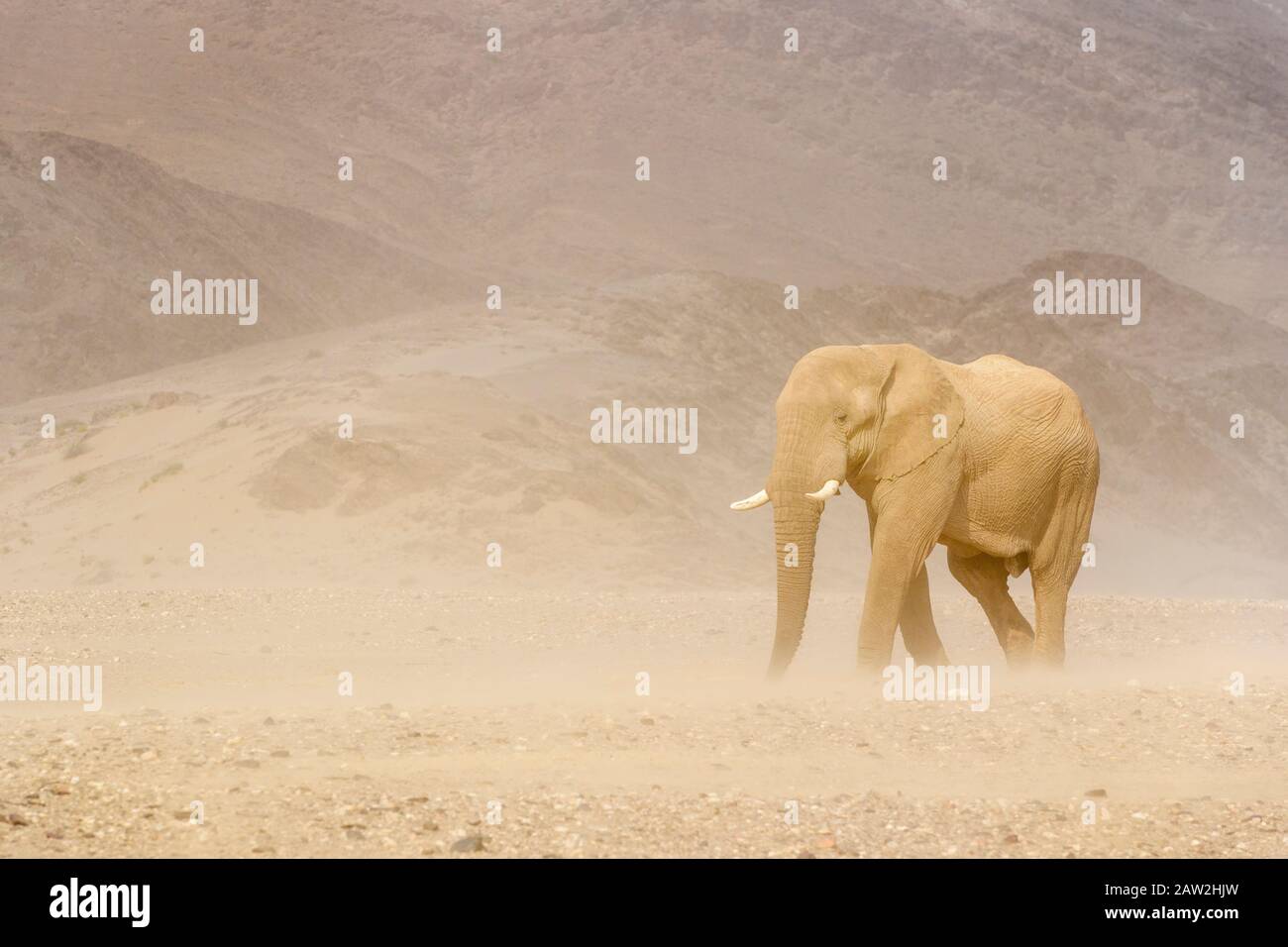 African Elephant (Loxodonta africana), desert-adapted elephant bull walking in windswept desert valley, Hoanib desert, Kaokoland, Namibia. Stock Photo
