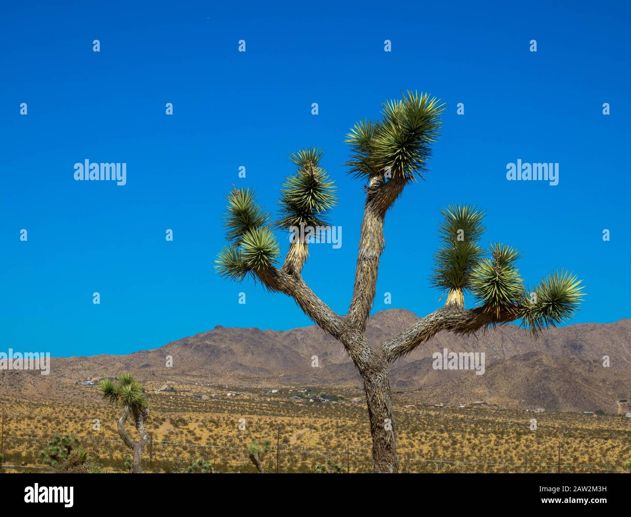 Joshua Trees panorama in Joshua Tree National Park near Yucca Valley, California Stock Photo