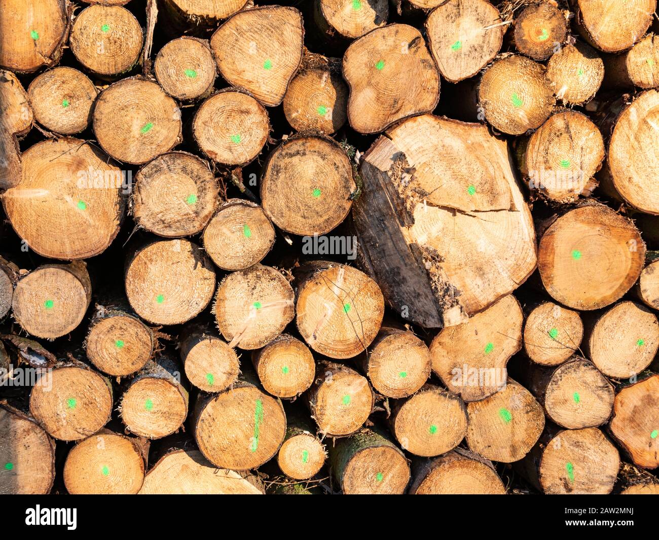 Tree trunk texture background image Stock Photo