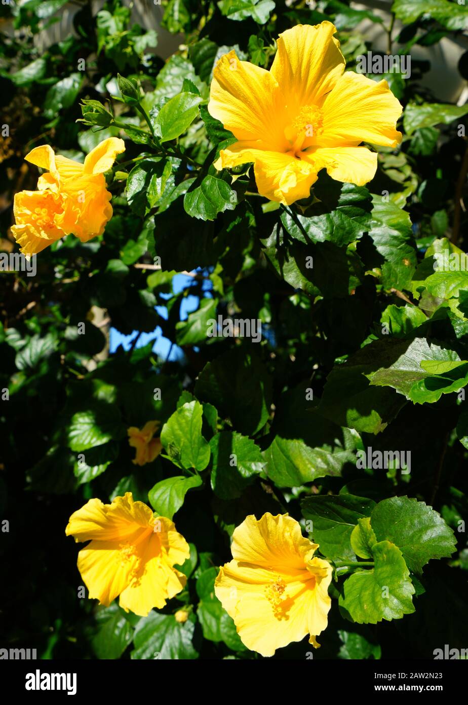Yellow hibiscus flower in bloom Stock Photo - Alamy