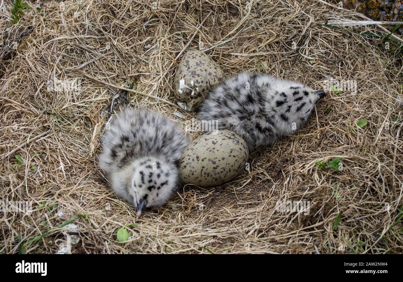 Herring gull nest with chicks hatching in Newfoundland Canada Stock
