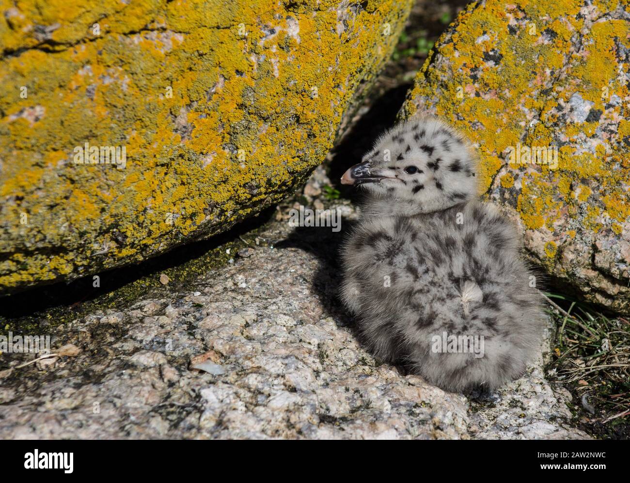 Newly hatch Herring Gull chick on rock in Newfoundland Canada Stock
