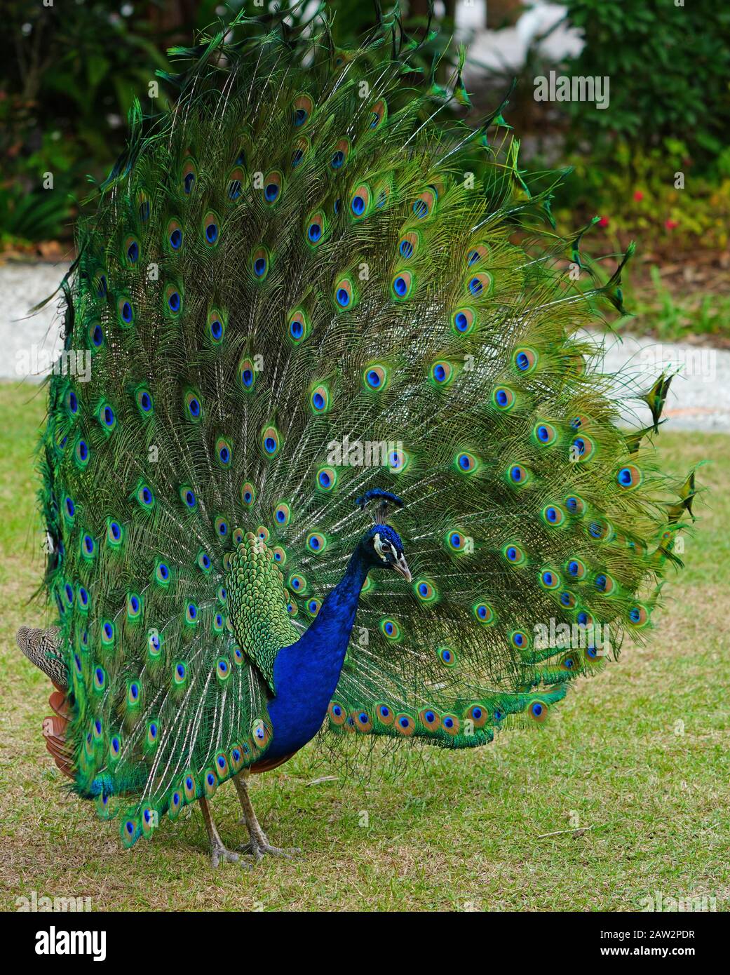 Colorful green and blue male peacock bird with its plume feathers tail ...