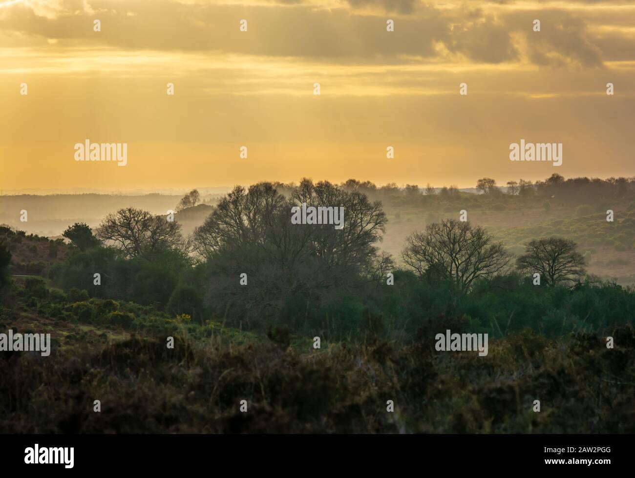 Atmospheric new forest hi-res stock photography and images - Alamy