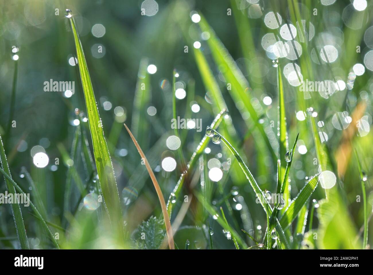 fresh green grass with water drops Stock Photo - Alamy