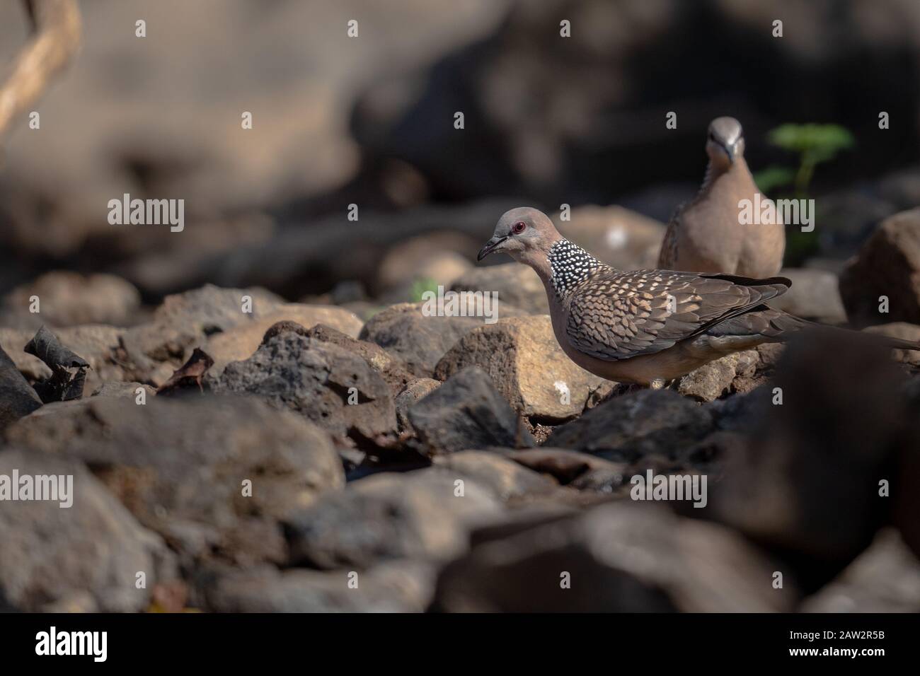Foraging On Rocks A pair of Spotted Doves Spilopelia chinensis foraging on rocks Stock ...