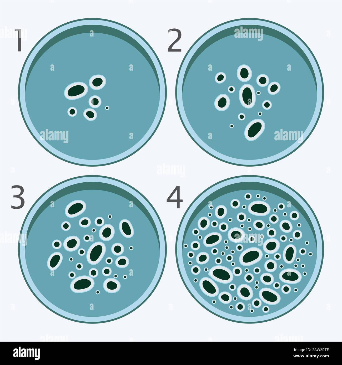 vector bacteria growth stages. bacterium in petri dishes isolated on white background. Stock Vector