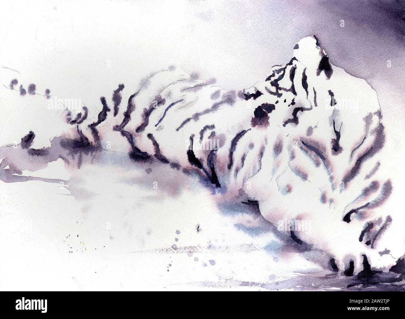 Tiger Fox High Resolution Stock Photography And Images Alamy