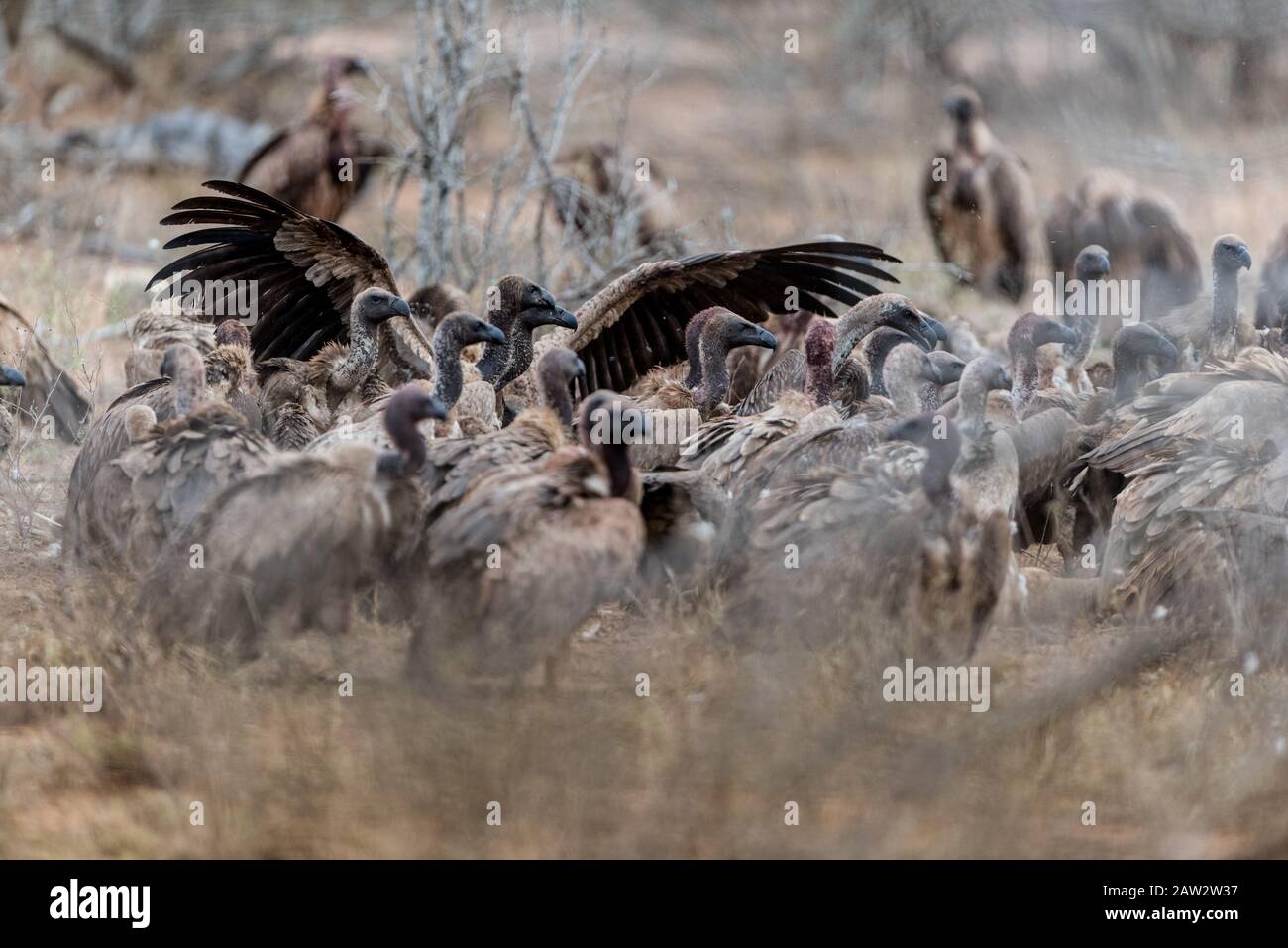 Vulture Stock Photo