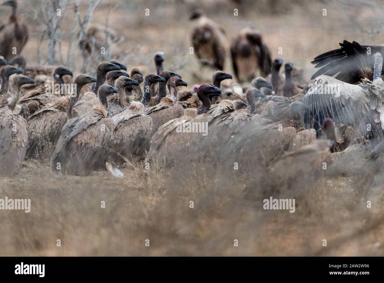 Vulture Stock Photo - Alamy