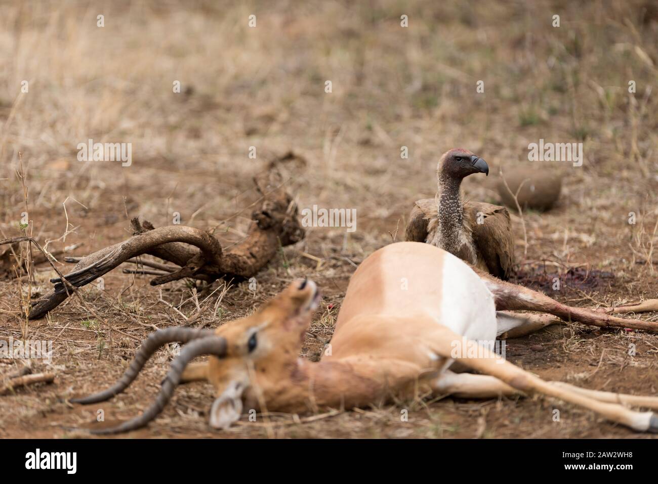 Animal carcass hi-res stock photography and images - Alamy