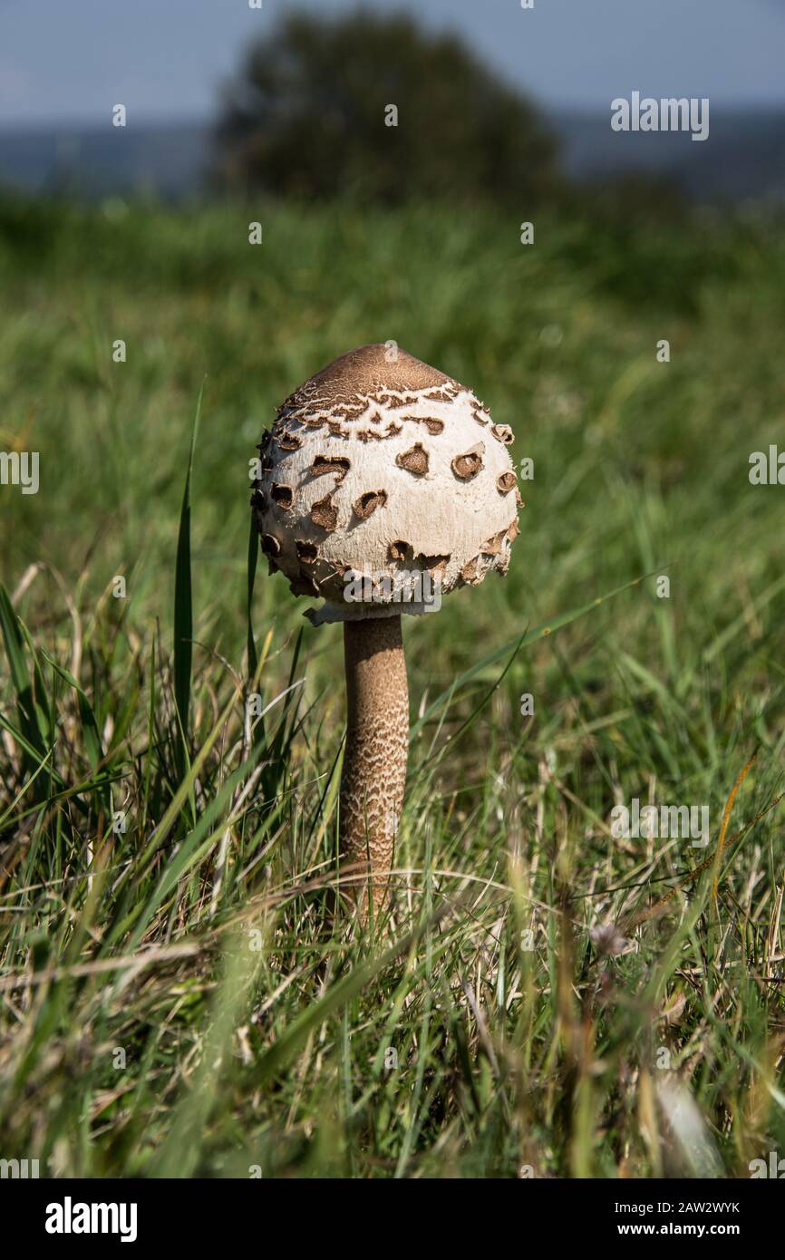 Giant umbrella in a summer meadow Stock Photo Alamy