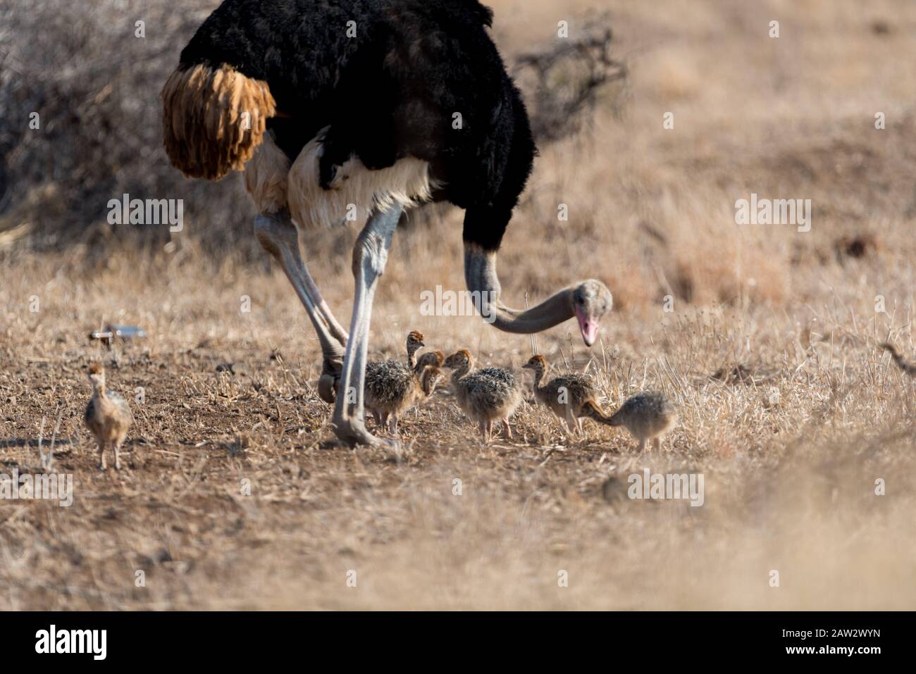 Ostrich chicks with mom ostrich in the wilderness Stock Photo