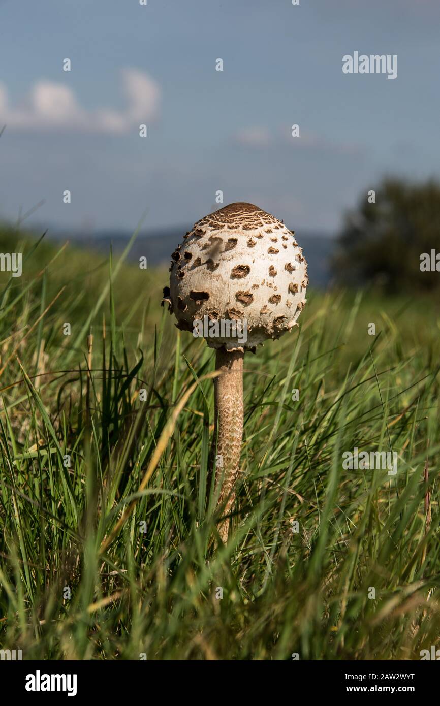 Giant umbrella in a summer meadow Stock Photo Alamy
