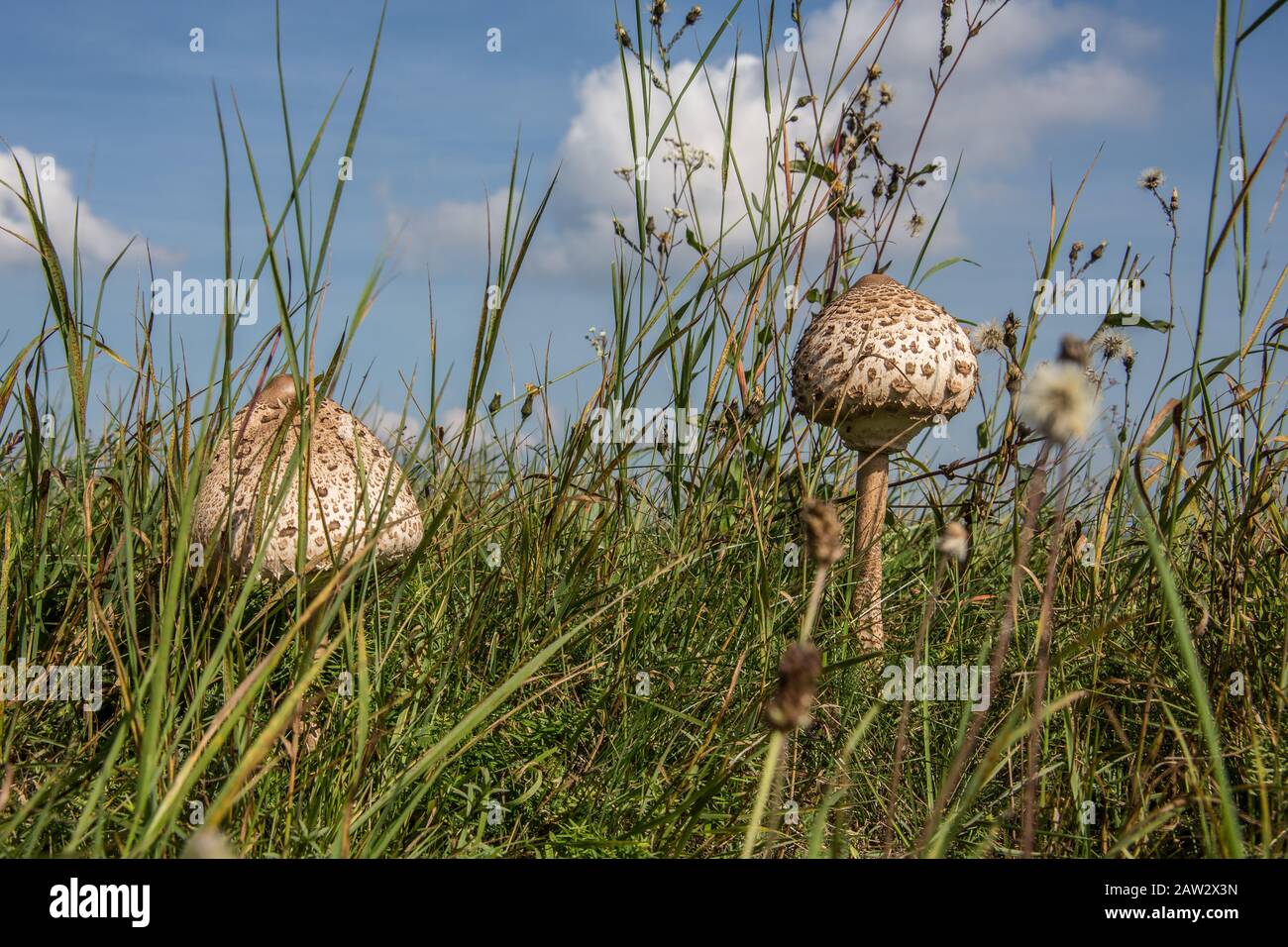 Giant umbrella in a summer meadow Stock Photo Alamy