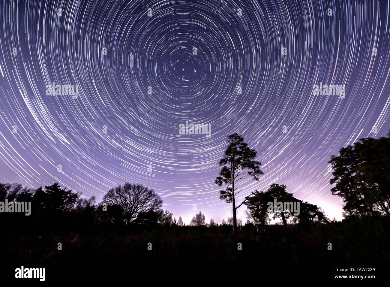 star trails circling the north star, above single pine tree, Stedham Common, Midhurst, Sussex, South Downs National Park. Stock Photo