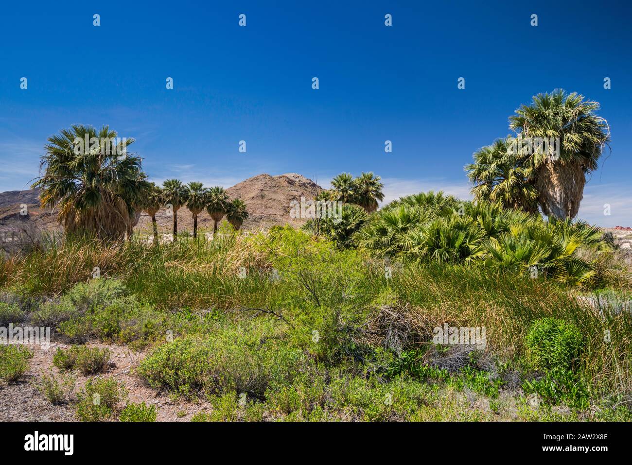 Palm trees at Blue Point Spring, geothermal hot spring oasis near Northshore Road, Lake Mead National Recreation Area, Nevada, USA Stock Photo