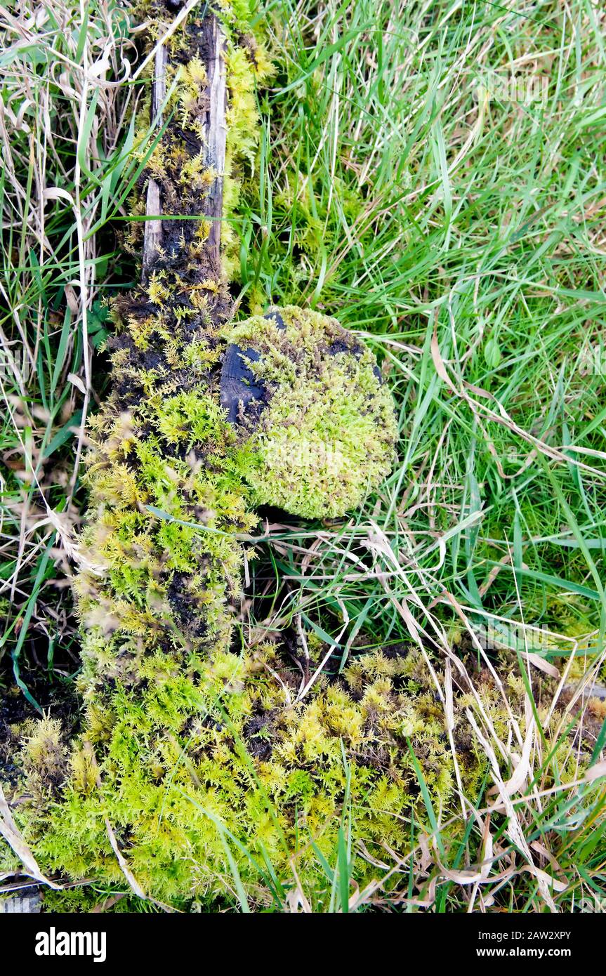 An old log covered in moss Stock Photo