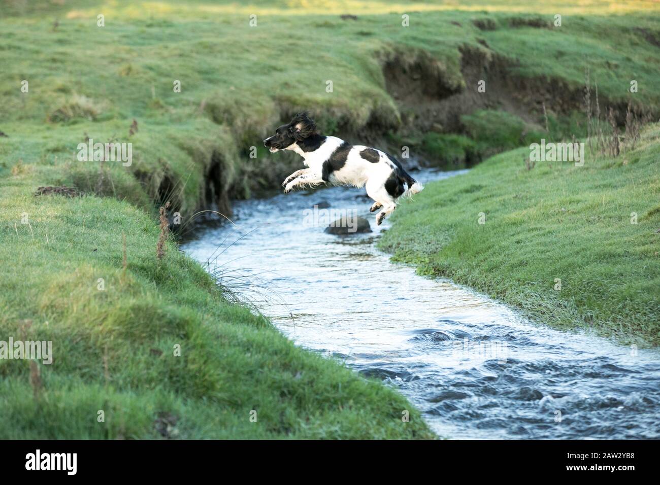 dog jumping over a river Stock Photo Alamy